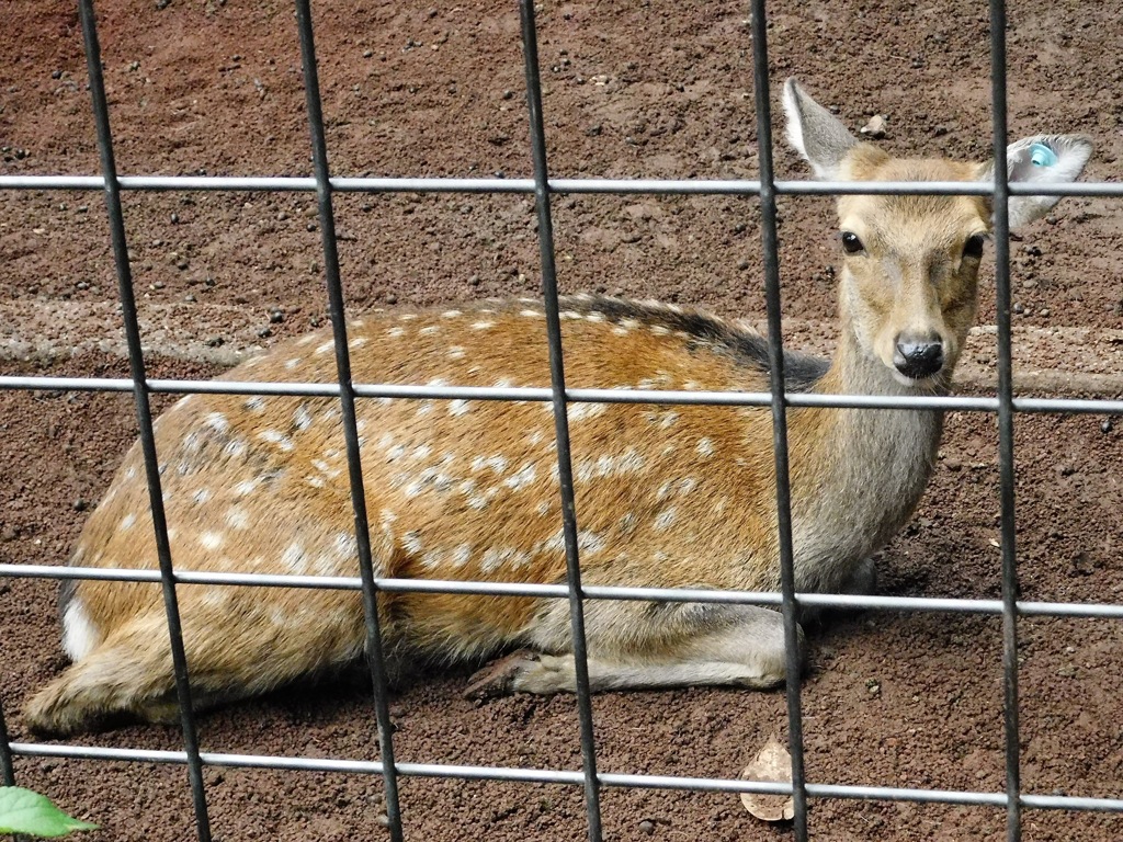 ホンシュウジカ(夢見ヶ崎動物公園)