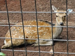 ホンシュウジカ(夢見ヶ崎動物公園)