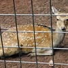 ホンシュウジカ(夢見ヶ崎動物公園)