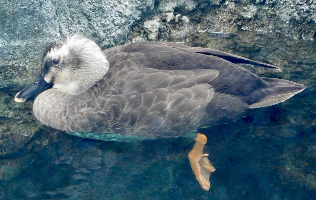カルガモ(しながわ水族館)