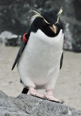 ミナミイワトビペンギン(葛西臨海水族園)