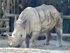 ミナミシロサイ(東武動物公園)