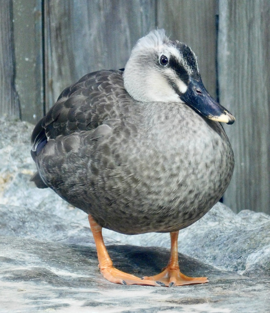 カルガモ(しながわ水族館)