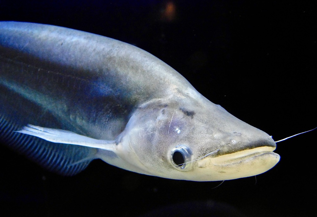 コモンシートフィッシュ(カワスイ　川崎水族館)