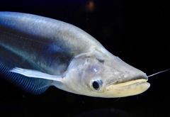 コモンシートフィッシュ(カワスイ　川崎水族館)