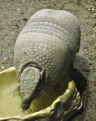 マタコミツオビアルマジロ(カワスイ　川崎水族館)