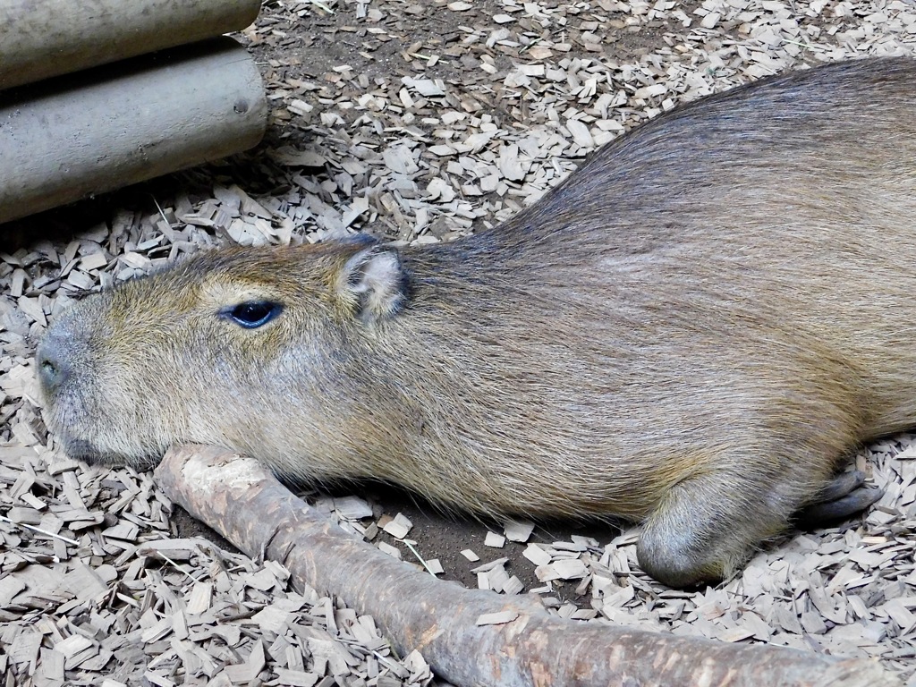 カピバラ(カワスイ　川崎水族館)