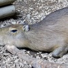 カピバラ(カワスイ　川崎水族館)