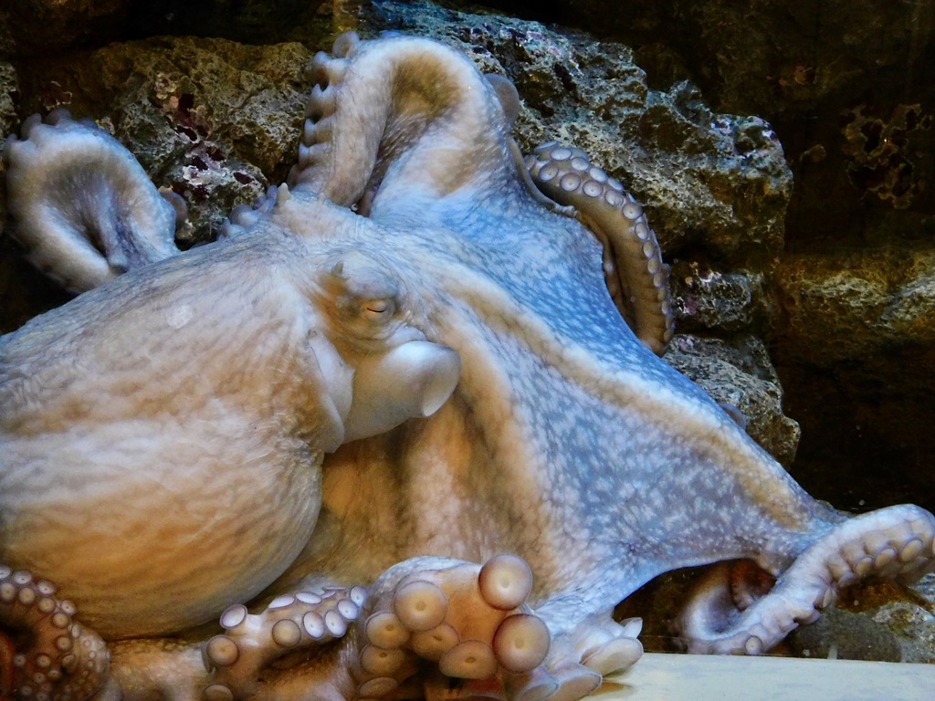 ミズダコ(しながわ水族館)
