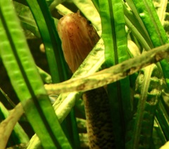 ゴラムスネークヘッド(カワスイ　川崎水族館)