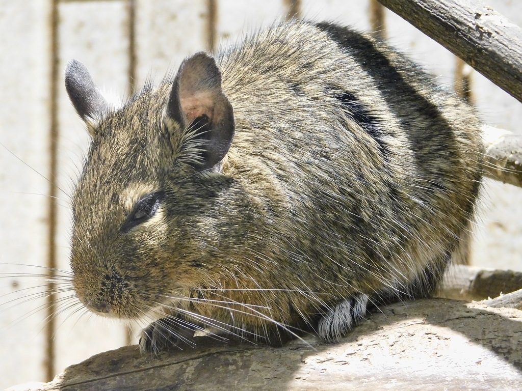 デグー(上野動物園)