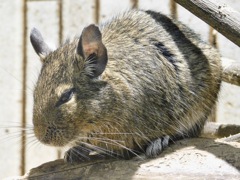 デグー(上野動物園)