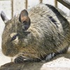 デグー(上野動物園)