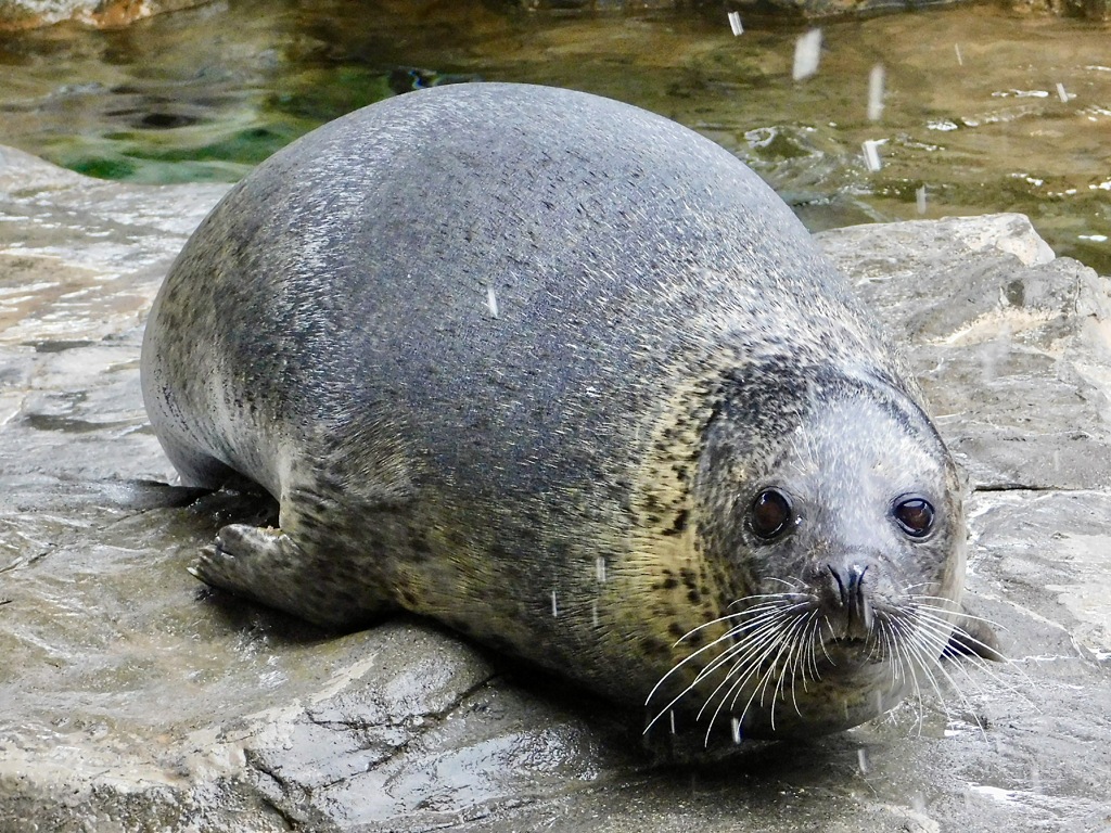 ゴマフアザラシ(しながわ水族館)