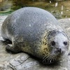 ゴマフアザラシ(しながわ水族館)