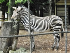 ハートマンヤマシマウマ(夢見ヶ崎動物公園)