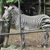 ハートマンヤマシマウマ(夢見ヶ崎動物公園)