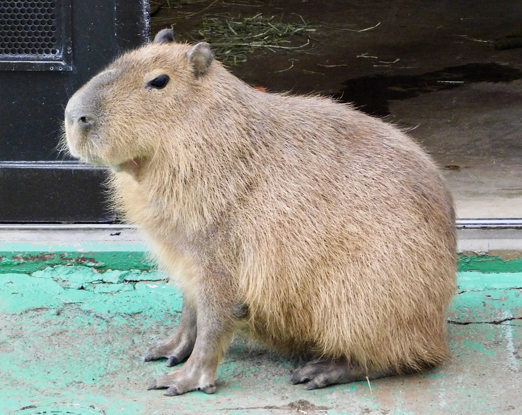 カピバラ(浦安市交通公園)