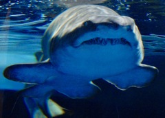 シロワニ(しながわ水族館)