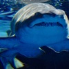 シロワニ(しながわ水族館)