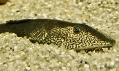 ツチノコ・ロリカリア(カワスイ　川崎水族館)