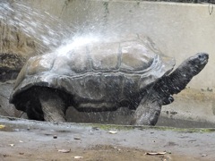 シャワーを浴びるアルダブラゾウガメ(夢見ヶ崎動物公園)