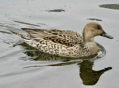 メスのオナガガモ(しながわ区民公園)
