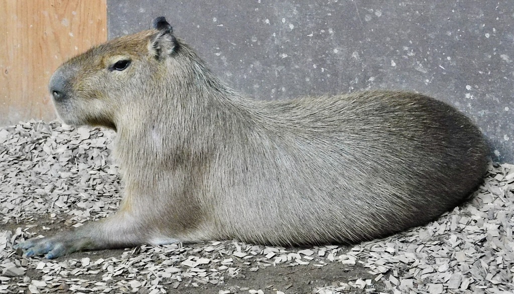 カピバラ(カワスイ　川崎水族館)