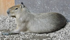 カピバラ(カワスイ　川崎水族館)