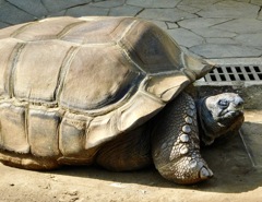 アルダブラゾウガメ(夢見ヶ崎動物公園)
