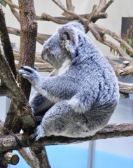 コアラ(多摩動物公園)