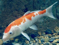 ニシキゴイ(しながわ水族館)