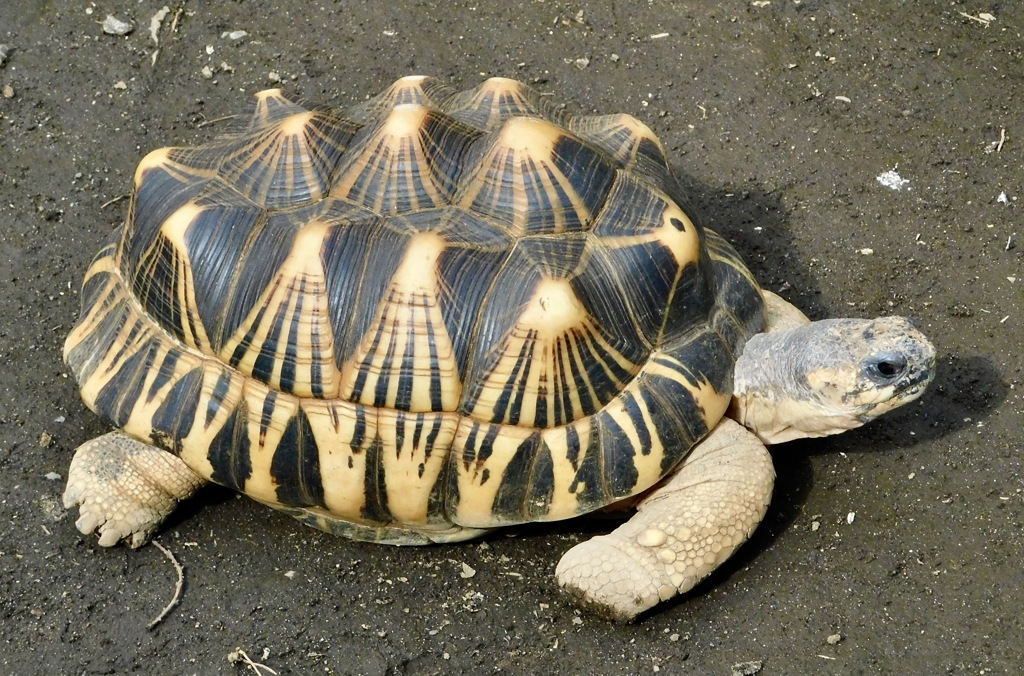 ホウシャガメ(夢見ヶ崎動物公園)