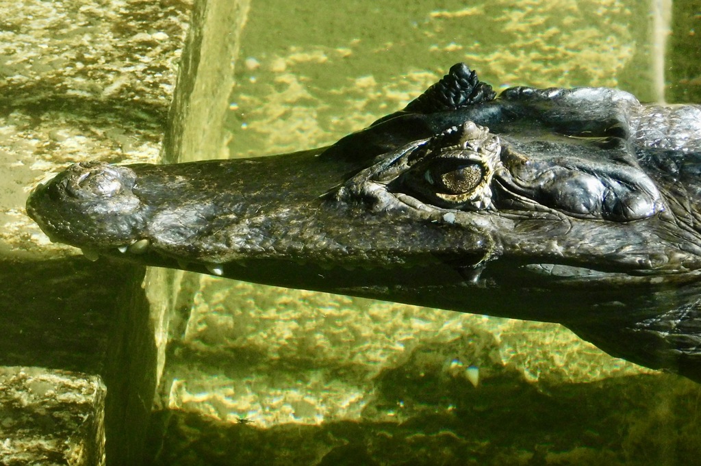 メガネカイマン(東武動物公園)