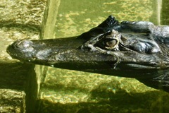 メガネカイマン(東武動物公園)