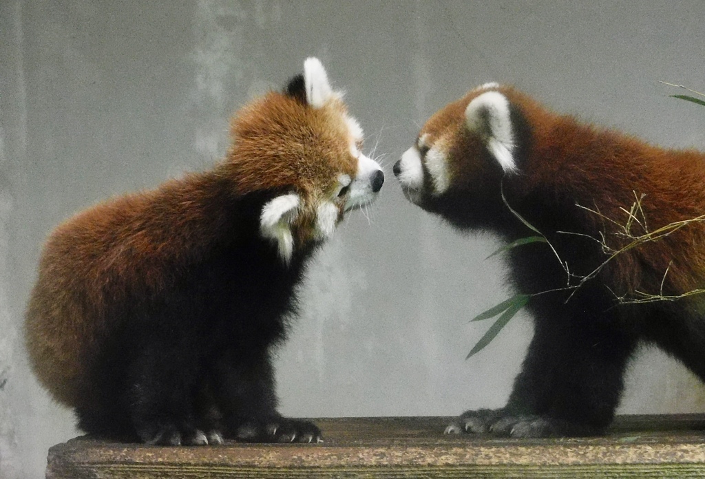 二匹のシセンレッサーパンダ(夢見ヶ崎動物公園)