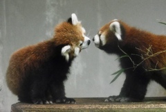 二匹のシセンレッサーパンダ(夢見ヶ崎動物公園)