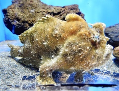 カエルアンコウ(しながわ水族館)