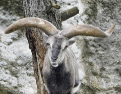 スーチョワンバーラル(金沢動物園)
