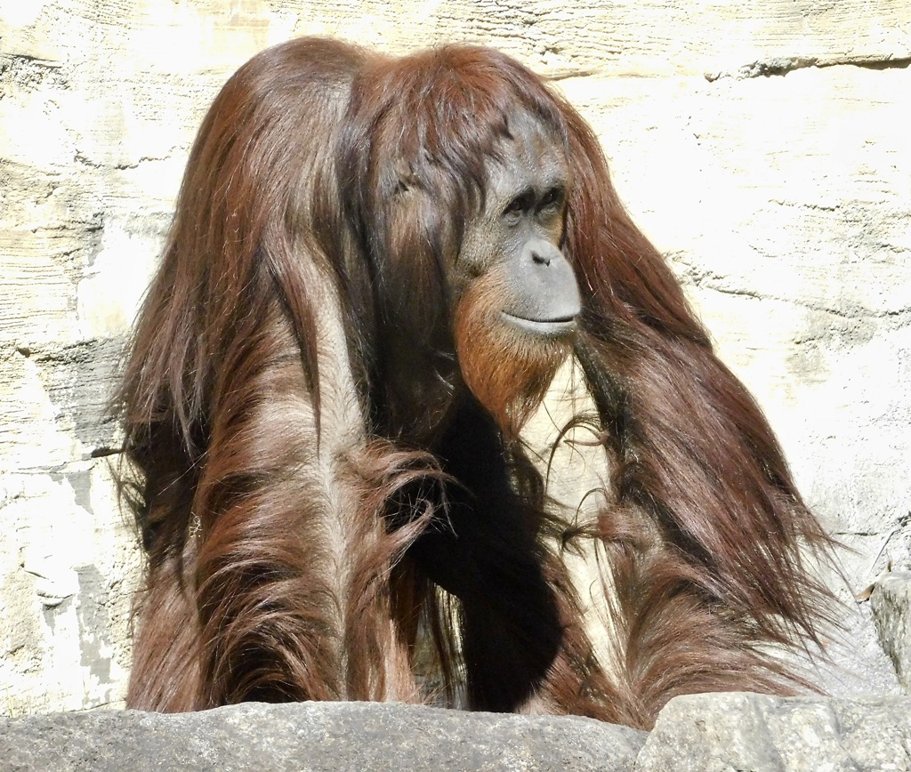 ボルネオオランウータン(多摩動物公園)