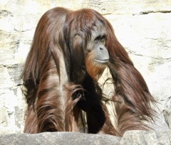 ボルネオオランウータン(多摩動物公園)