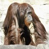 ボルネオオランウータン(多摩動物公園)