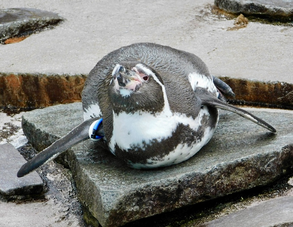 フンボルトペンギン(夢見ヶ崎動物公園)