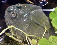 マルメタピオカガエル(カワスイ　川崎水族館)