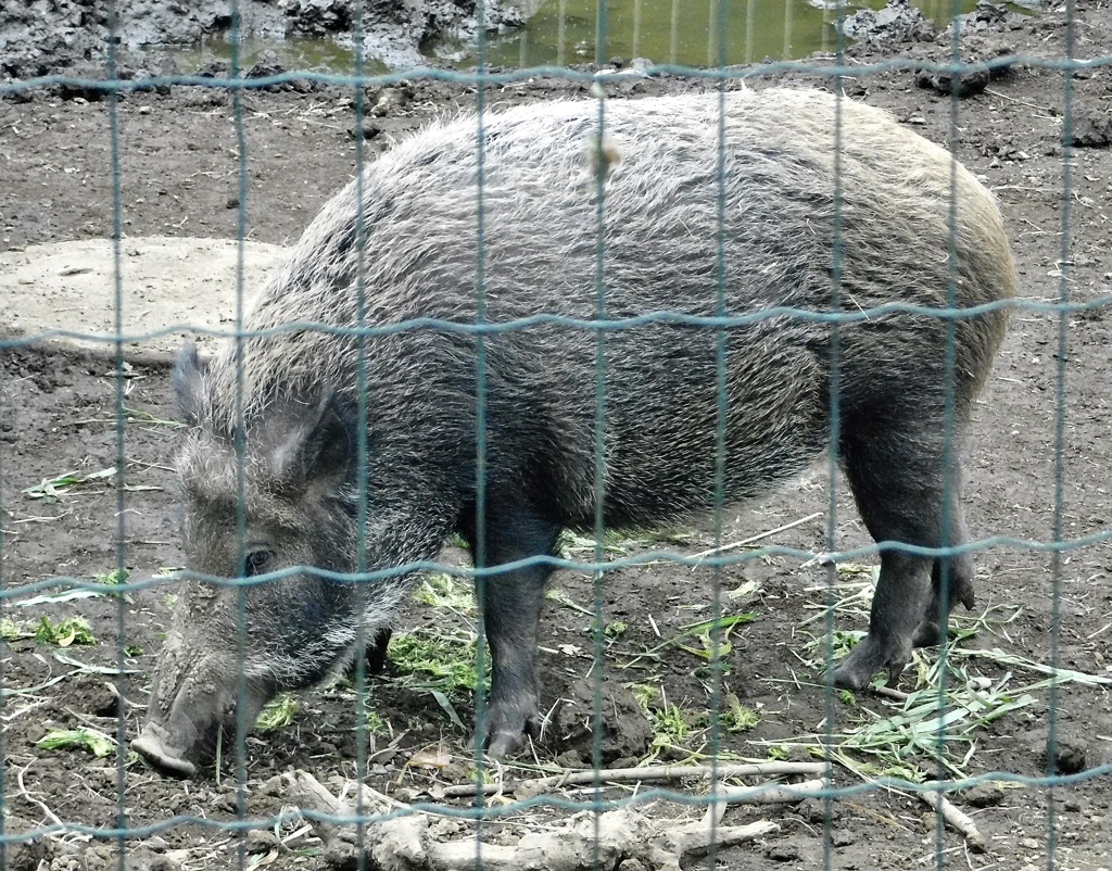 ニホンイノシシ(井の頭自然文化園)