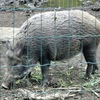ニホンイノシシ(井の頭自然文化園)