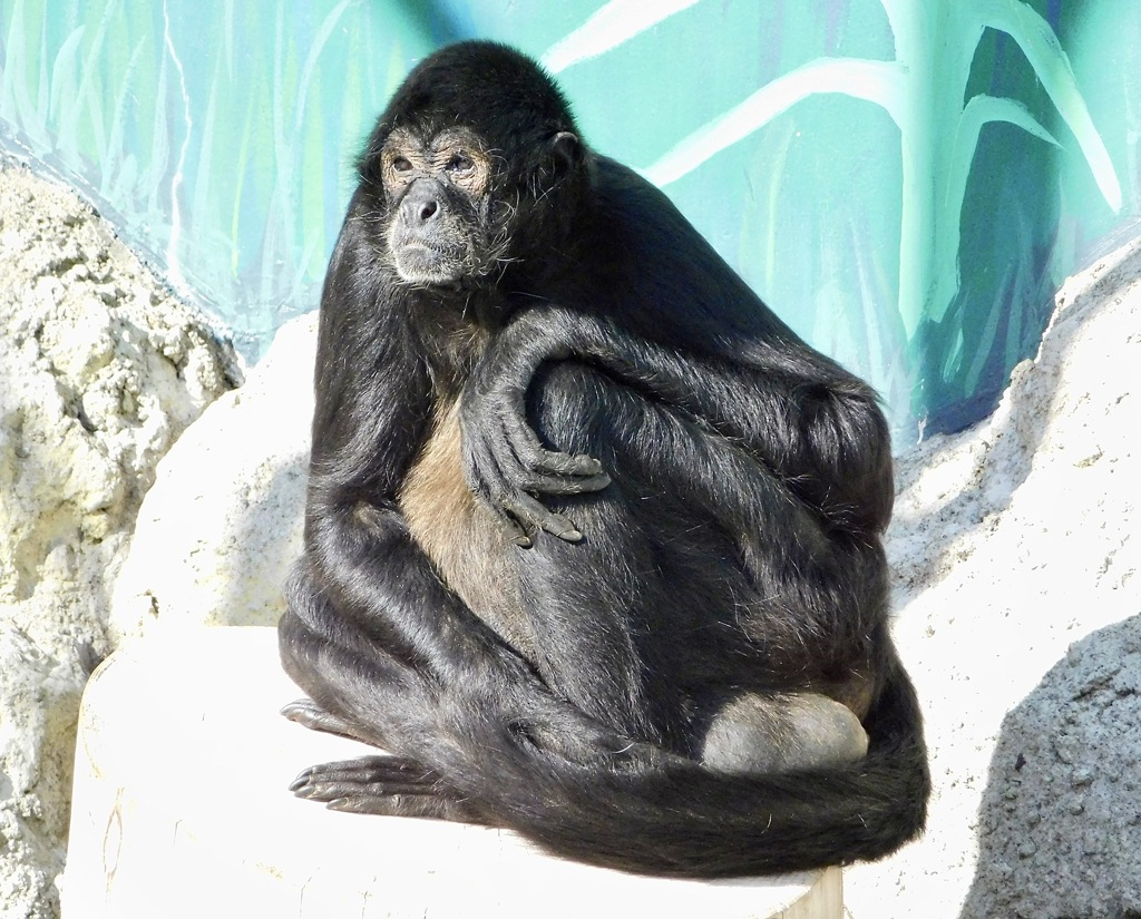 ジェフロイクモザル(江戸川区自然動物園)