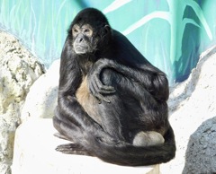 ジェフロイクモザル(江戸川区自然動物園)