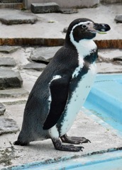 フンボルトペンギン(夢見ヶ崎動物公園)