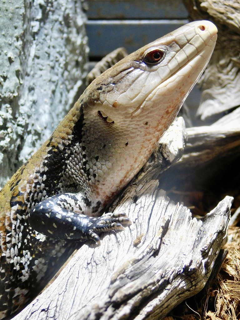 メラウケアオジタトカゲ(足立区生物園)